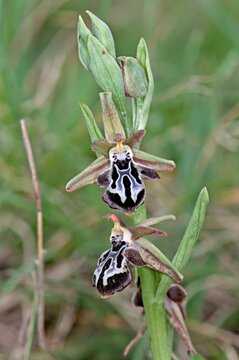 Ophrys cretica, Crete, Greece