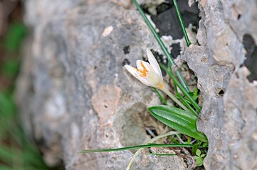 Flower of Crocus boryi, Crete