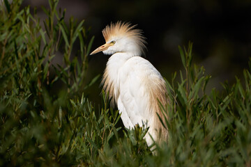 Kuhreiher (Bubulcus ibis) mit aufgestelltem Prachtkleid in einem grünen Busch - Arrecife, Lanzarote
