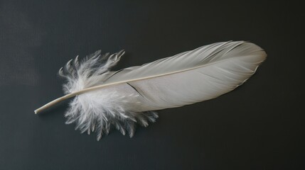 Obraz premium White Feather on a Gray Background