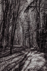 Fototapeta premium Landscapes - Forest - Europe, Romania, Suceava region