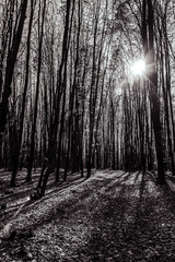 Fototapeta premium Landscapes - Forest - Europe, Romania, Suceava region