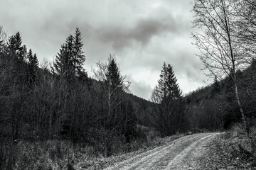 Landscapes -  Forest - Europe, Romania, Suceava region