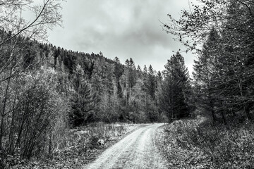 Landscapes -  Forest - Europe, Romania, Suceava region