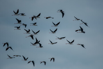Black-necked stilt (Himantopus mexicanus) flying on blue sky background.
