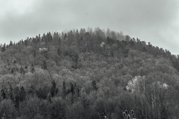Landscapes -  Forest - Europe, Romania, Suceava region