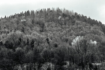 Obraz premium Landscapes - Forest - Europe, Romania, Suceava region