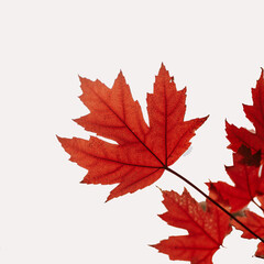 maple leaf isolated on white