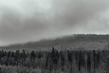 Landscapes -  Forest - Europe, Romania, Suceava region