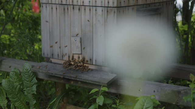 Beehive 2