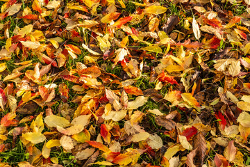 Sunlight on the colourful red and golden autumn leaves lying on a lawn in the Dordogne region of France