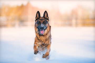 german shepherd dog in snow, coming towards you