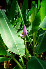 A Pink Flowering Banana flower (Musa Ornata) growing in Thailand