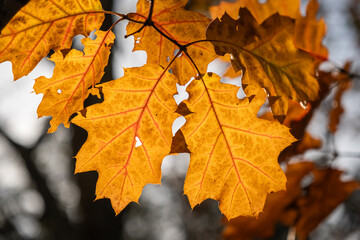 Golden autumn foliage of an oak tree