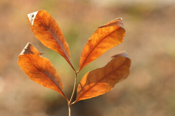 close up of brown leaves in autumn