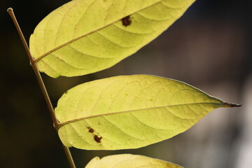 close up of yellow leaf in autumn