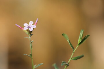 European Plumbago (European Leadwort) flower in autumn 