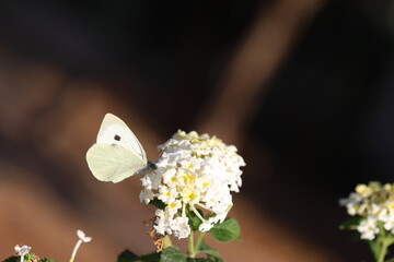 close up of cabbage white on lantana flower
