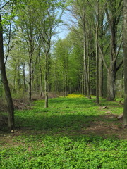 Fototapeta premium woods