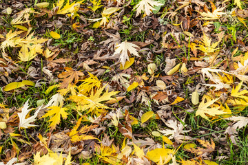 Sunlight on the colourful yellow autumn leaves of an Acer lying on a lawn in the Dordogne region of France