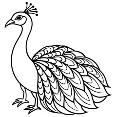 Peacock coloring pages