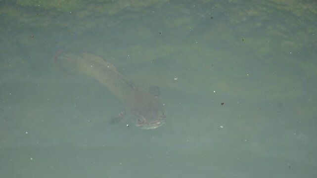 Snakehead or Channa orientalis Fish inside the water. 
Channa&nbsp;is a&nbsp;genus&nbsp;of predatory&nbsp;fish&nbsp;in the&nbsp;family&nbsp;channidae, native to fresh water habitats in asia. Asiatic Snakehead is a freshwater fish.
