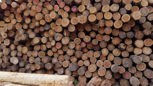 Cut wood timber logs in a pile at the roadside.