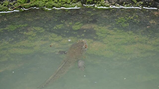 Snakehead or Channa orientalis Fish inside the water. 
Channa&nbsp;is a&nbsp;genus&nbsp;of predatory&nbsp;fish&nbsp;in the&nbsp;family&nbsp;channidae, native to fresh water habitats in asia. Asiatic Snakehead is a freshwater fish.
