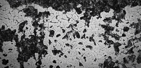 Fungus background on old cement wall
