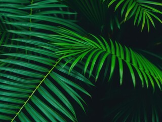 Close up of a natural tropical palm leaf, showcasing its intricate texture and vibrant green color, pattern, leafy, outdoors