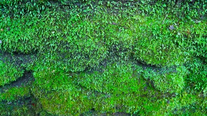 Moss growing on a stone wall