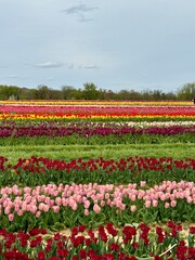 Fototapeta premium tulip field