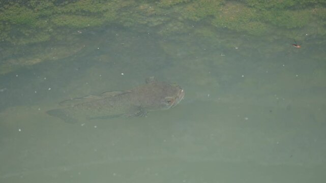 Snakehead or Channa orientalis Fish inside the water. 
Channa&nbsp;is a&nbsp;genus&nbsp;of predatory&nbsp;fish&nbsp;in the&nbsp;family&nbsp;channidae, native to fresh water habitats in asia. Asiatic Snakehead is a freshwater fish.
