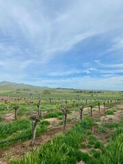 Obraz premium vineyard in california