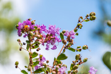 Crape Myrtle Blossoms Against Blue Sky