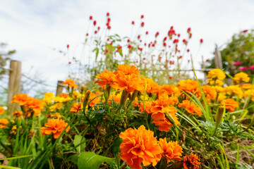 Orange Marigolds Blooming in Garden