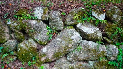 moss on stone
