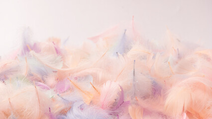 Colorful feather background, top view.