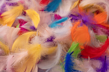 Colorful feather background, top view.