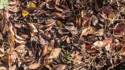 Fallen dry leaves on the ground under sunlight