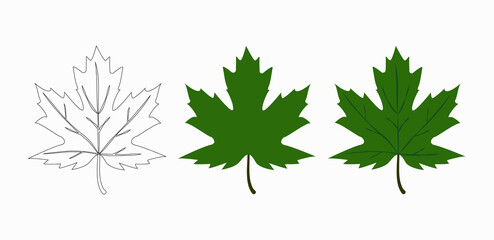outlined and colored maple leaves, green spring leaves vector