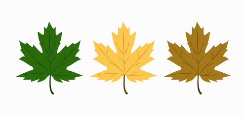 maple leaves isolated on white, yellow brown and green maple leaves vector, spring and autumn leaves vector 