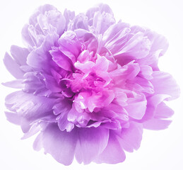 Purple  peony flower on a white  isolated background with clipping path.  For design.  Closeup.  Nature.