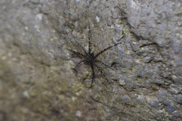 Araña