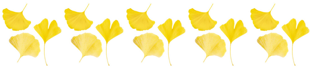 Fototapeta premium Panorama Ginkgo biloba yellow leaves pattern on white background.
