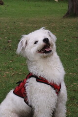 dog , perro, paseo , parque , salida , raza , pet 