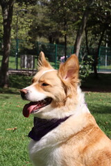 dog , perro, paseo , parque , salida , raza , pet 