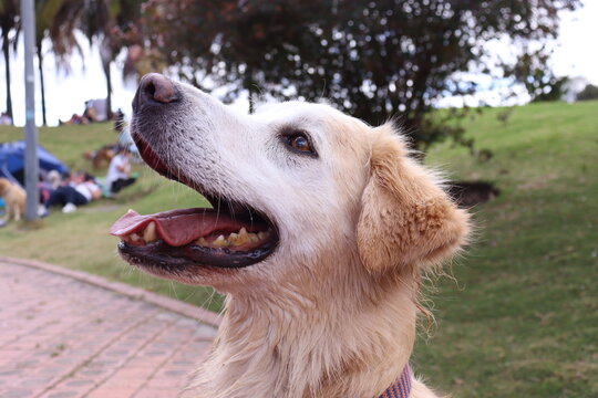 dog , perro, paseo , parque , salida , raza , pet 