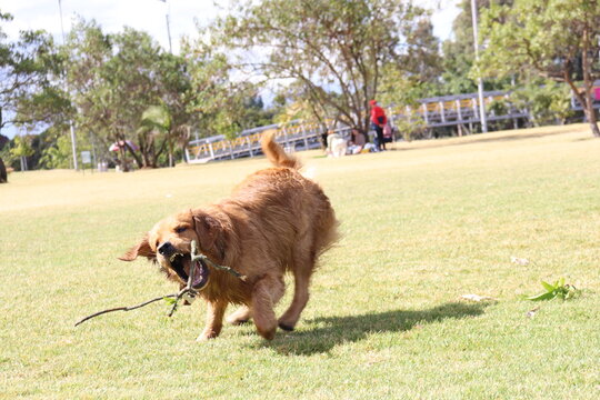 dog , perro, paseo , parque , salida , raza , pet 