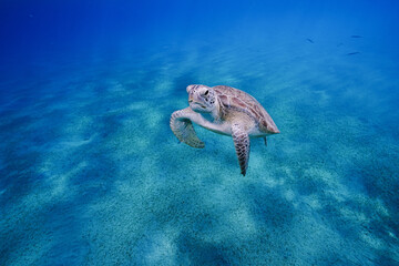 Green sea turtle ascending, Red Sea